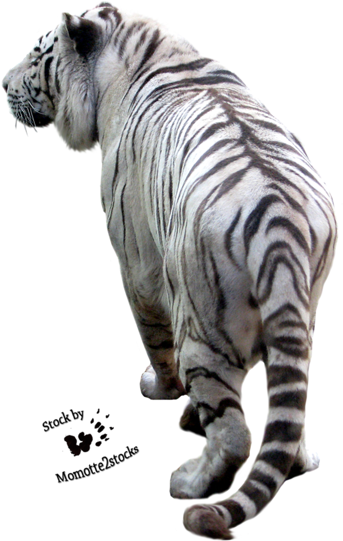 White Tiger Walking Away