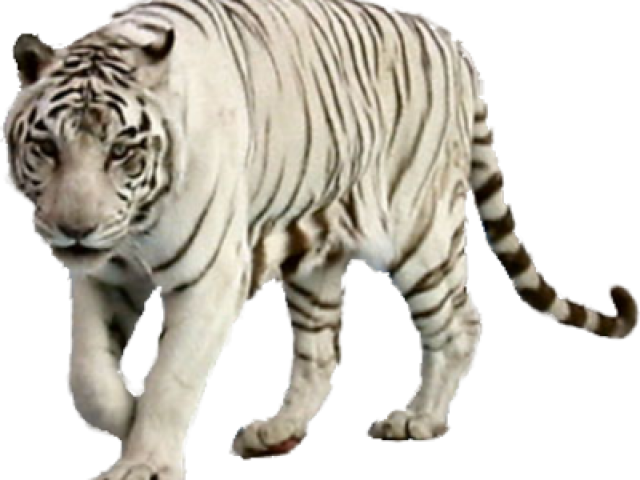 White Tiger Walking Transparent Background