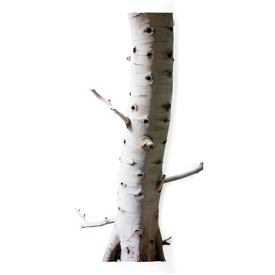 White Trunk Png Jhc