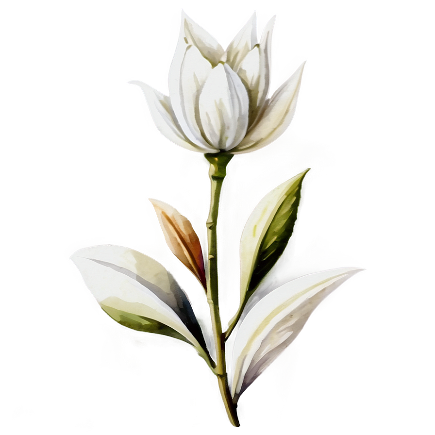 White Watercolor Flower Png 05242024