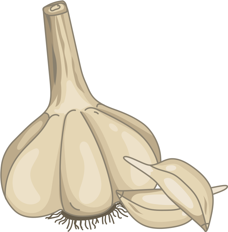 Wholeand Clove Garlic Illustration