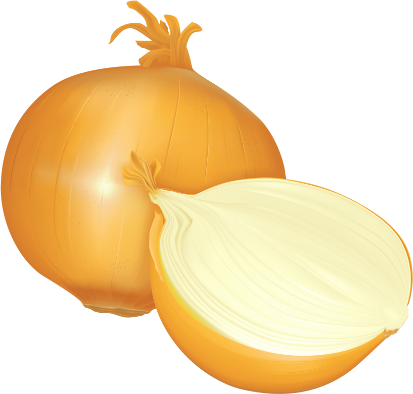 Wholeand Half Onion Illustration