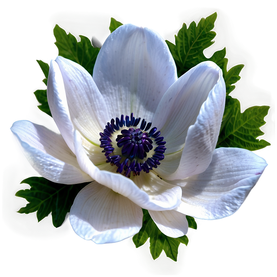 Wild Anemone Png Hhx90