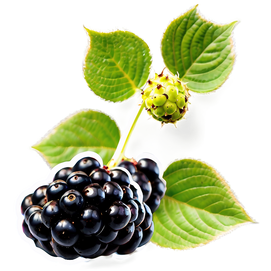 Wild Blackberry Png Inh