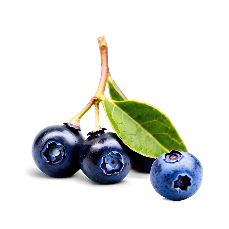 Wild Blueberries Png Bog79