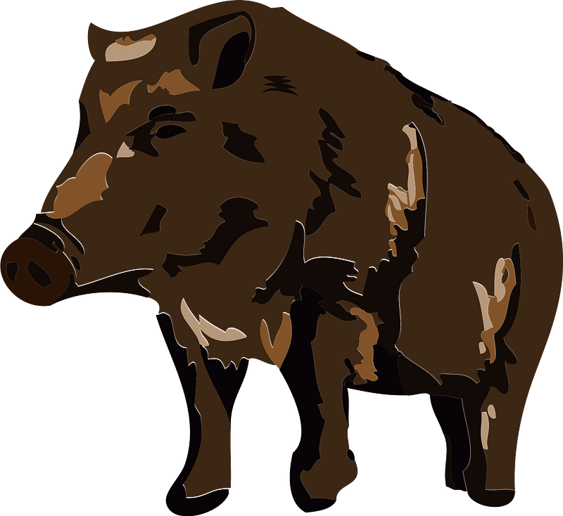 Wild Boar Illustration