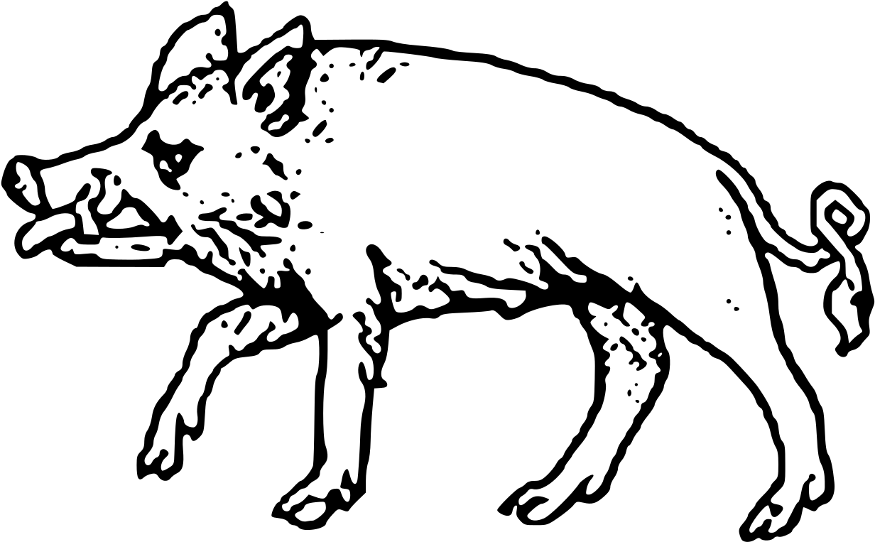 Wild Boar Illustration