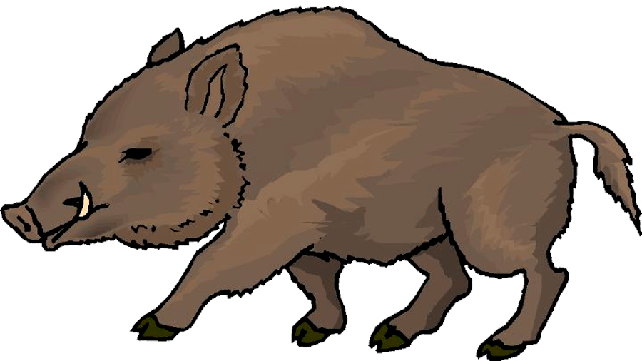 Wild Boar Illustration.png