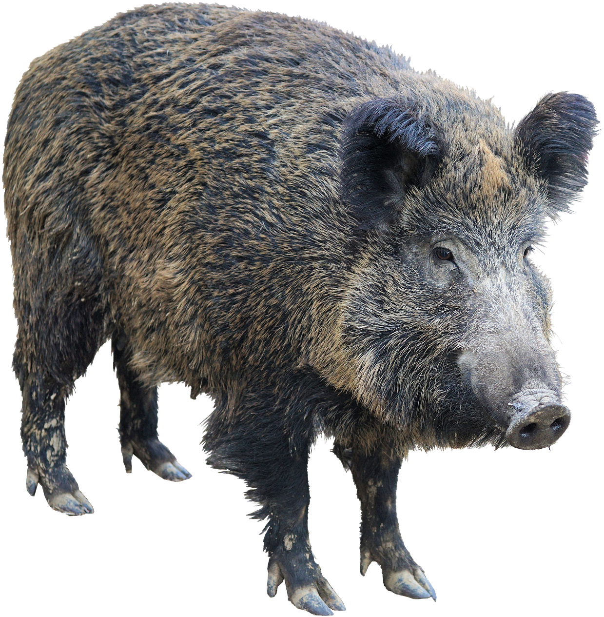 Wild Boar Isolatedon Transparent Background.png