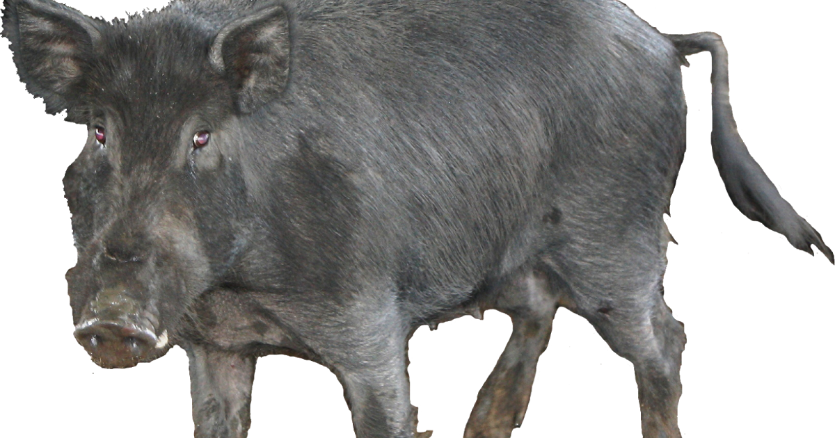 Wild Boar Side View