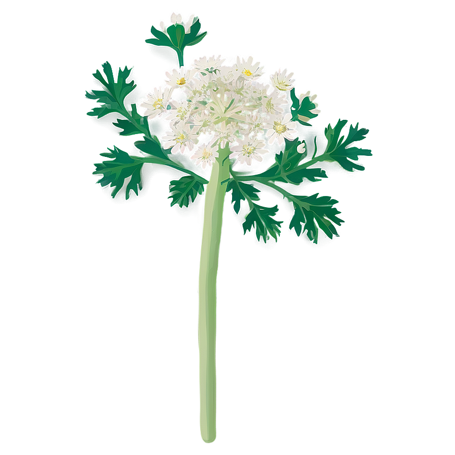 Wild Carrot Png Wun79