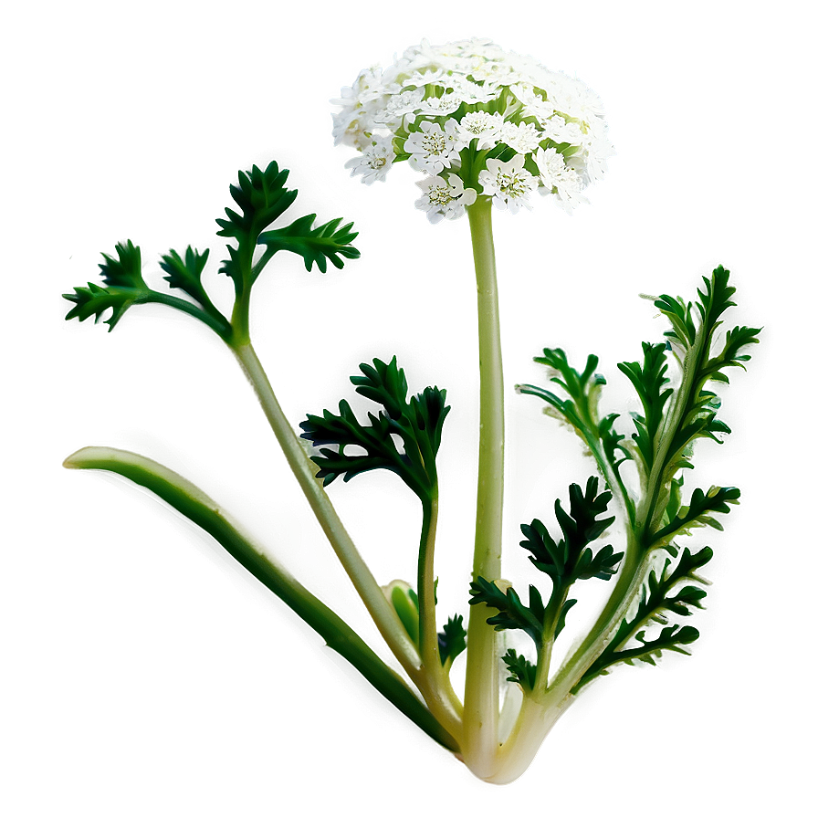 Wild Carrot Png Ynj11