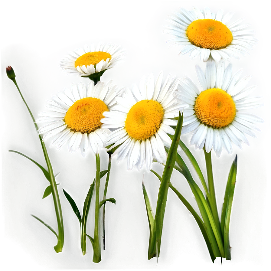 Wild Daisies Field Png Dnu