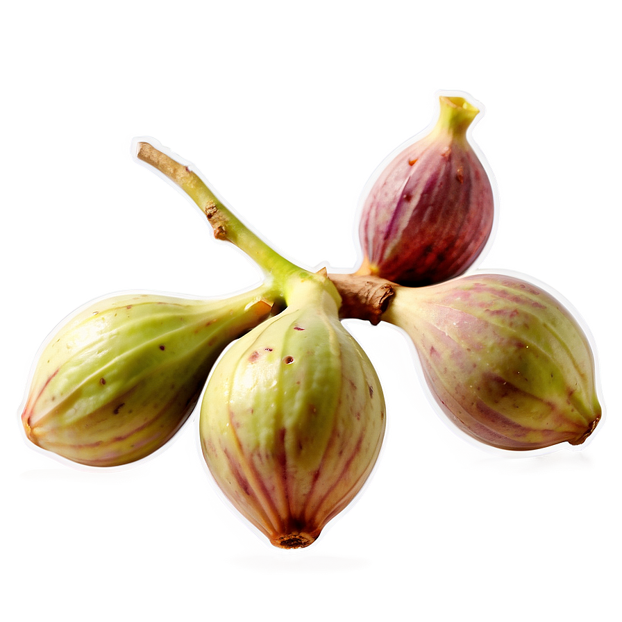 Wild Fig Picture Png 25