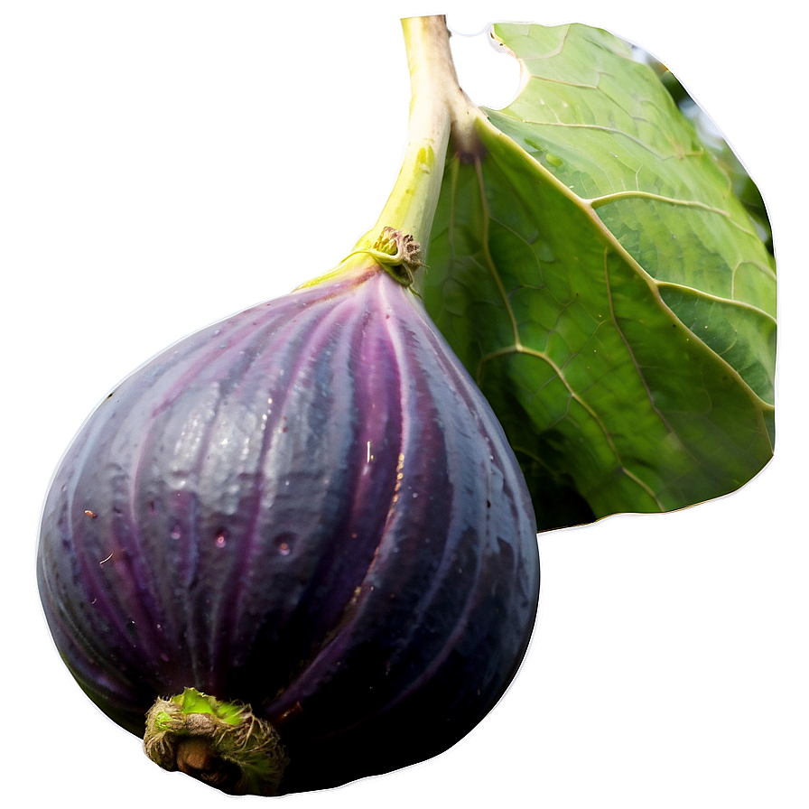 Wild Fig Picture Png Hom