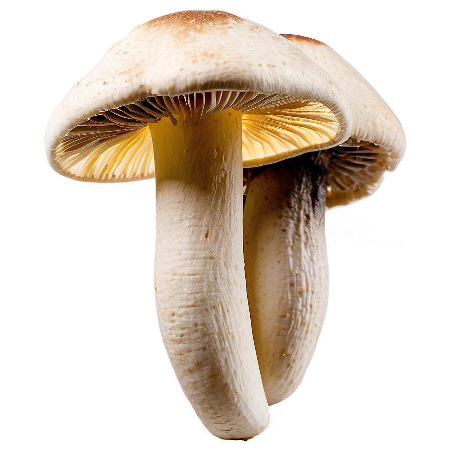 Wild Foraged Mushrooms Png 74