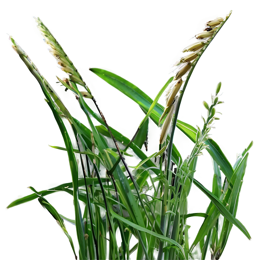 Wild Grass Close-up Png Yht