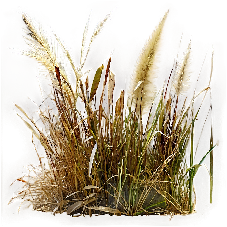 Wild Grass In Autumn Png 06292024