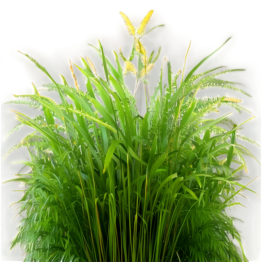 Wild Grass Texture Png 04292024