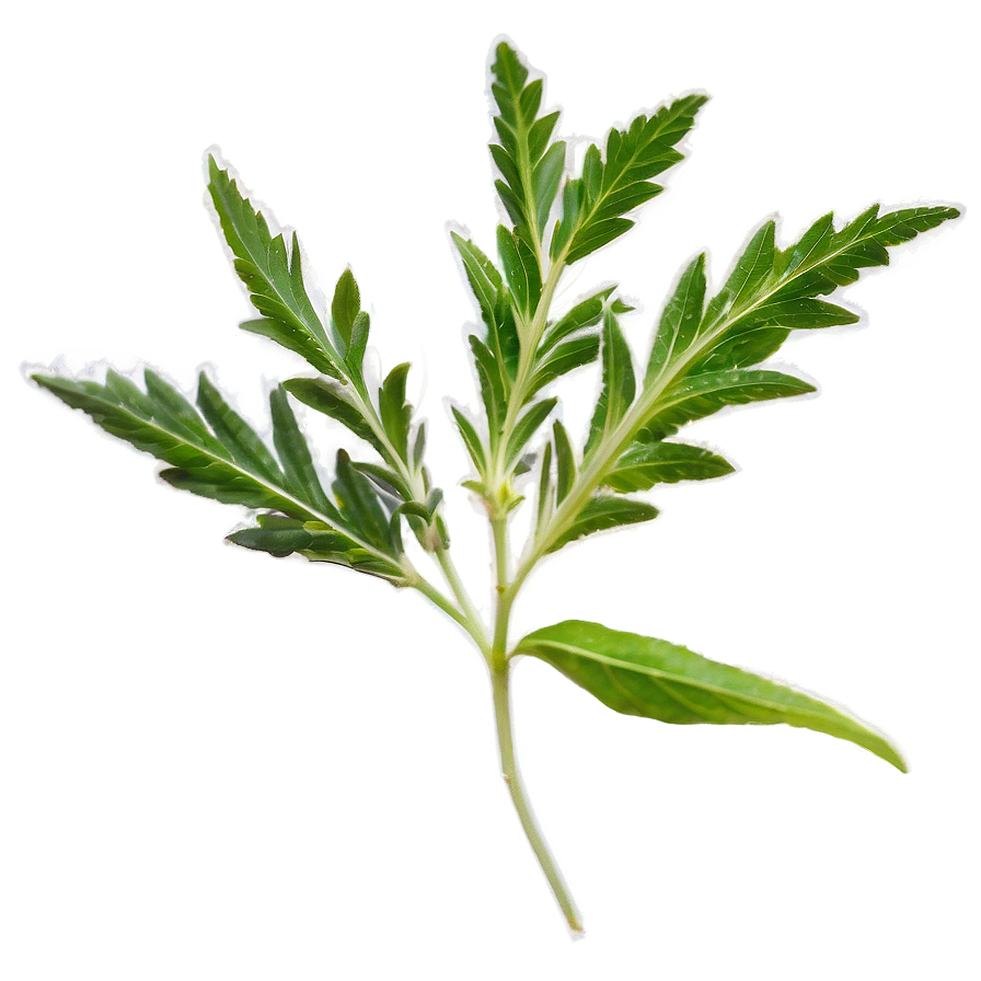 Wild Herb Png 69