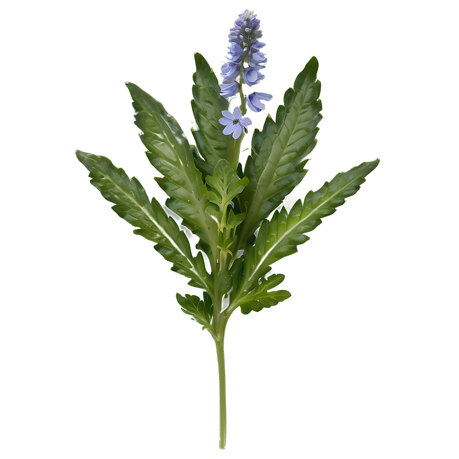 Wild Herb Png Qsw