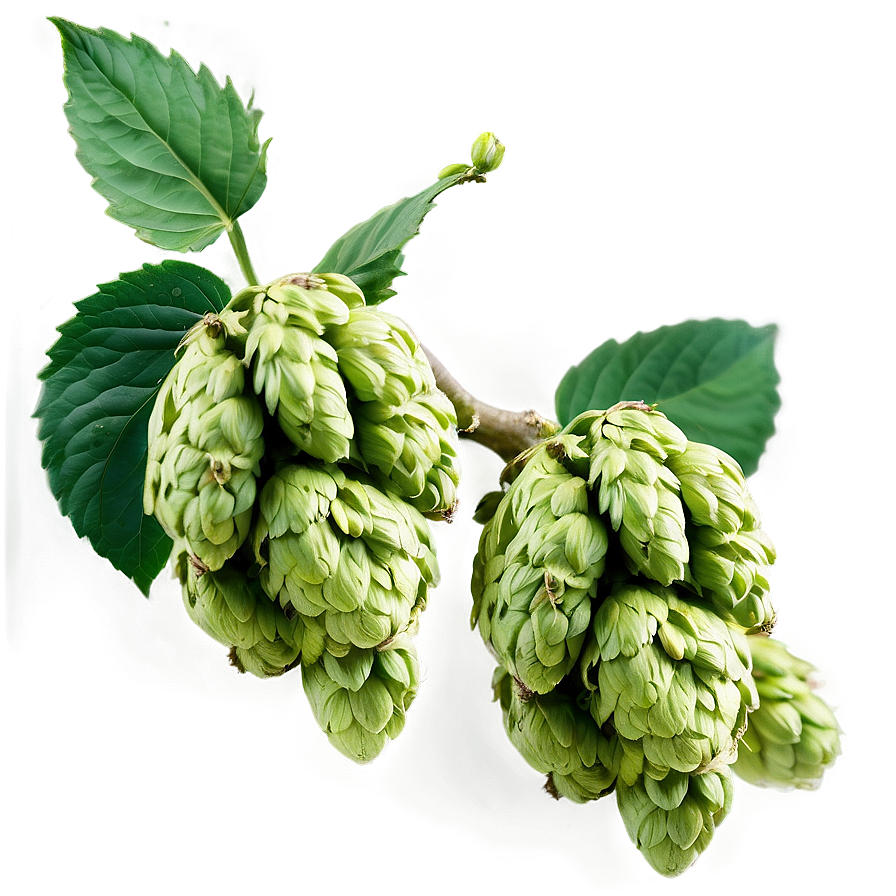 Wild Hops Discovery Png Ckx