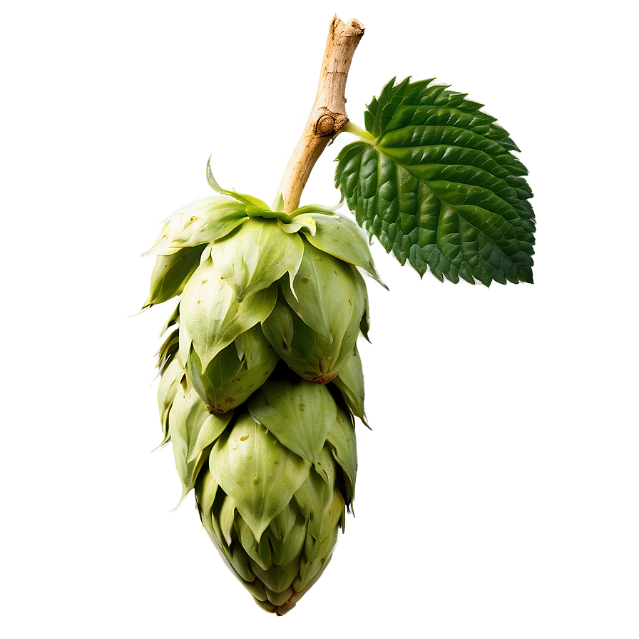 Wild Hops Discovery Png Krb