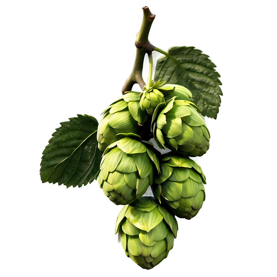 Wild Hops Discovery Png Lqn