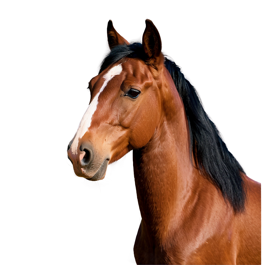 Wild Horse Photos Png 1