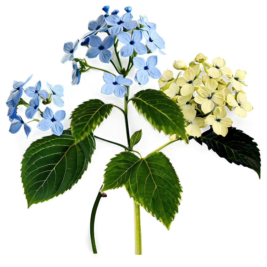 Wild Hydrangea Png 39