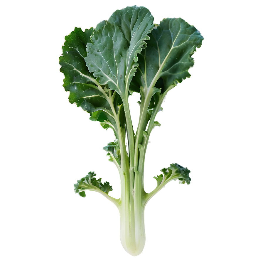 Wild Kale Png 63