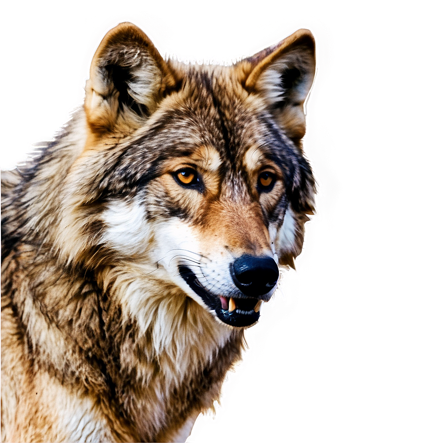 Wild Killer Wolf Png Rke4