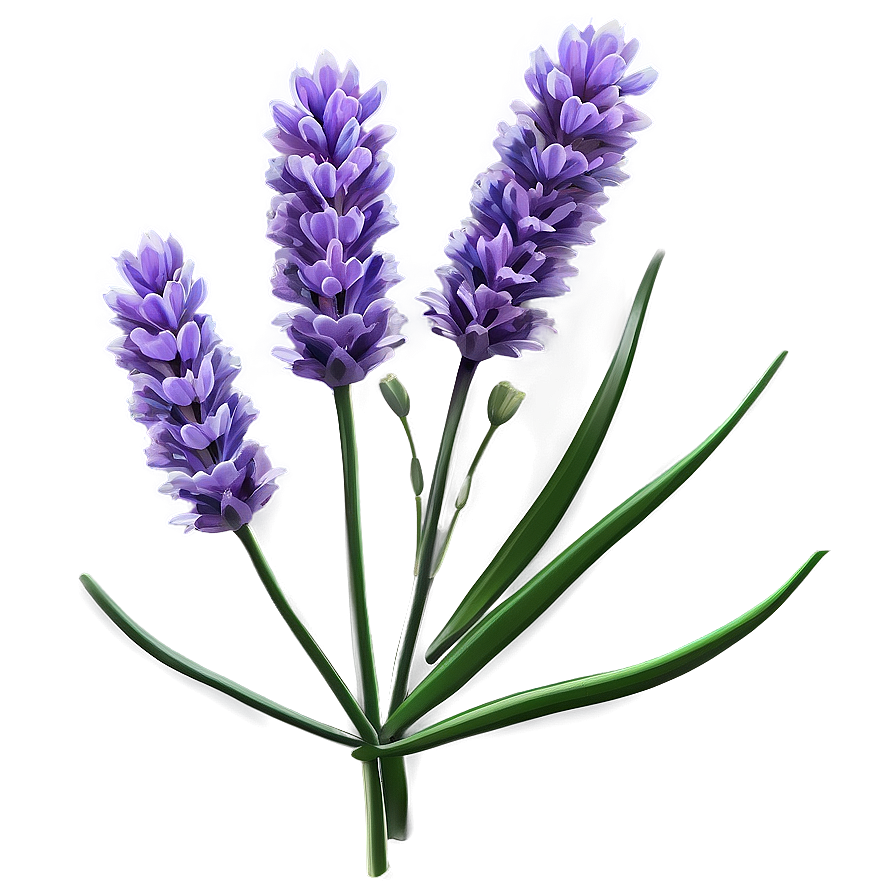 Wild Lavender Plant Png 06132024