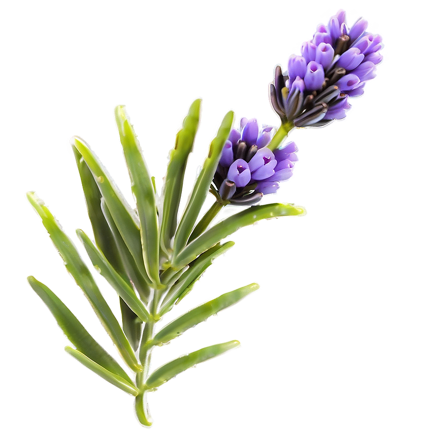 Wild Lavender Plant Png 44