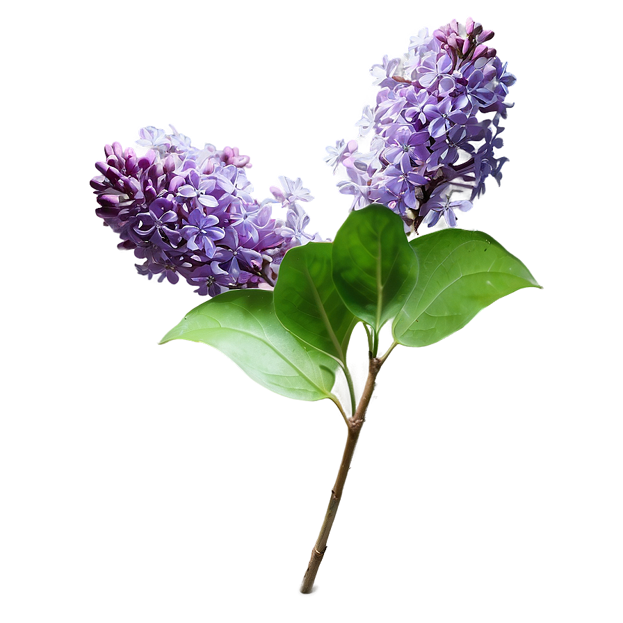 Wild Lilac Png Xnm12