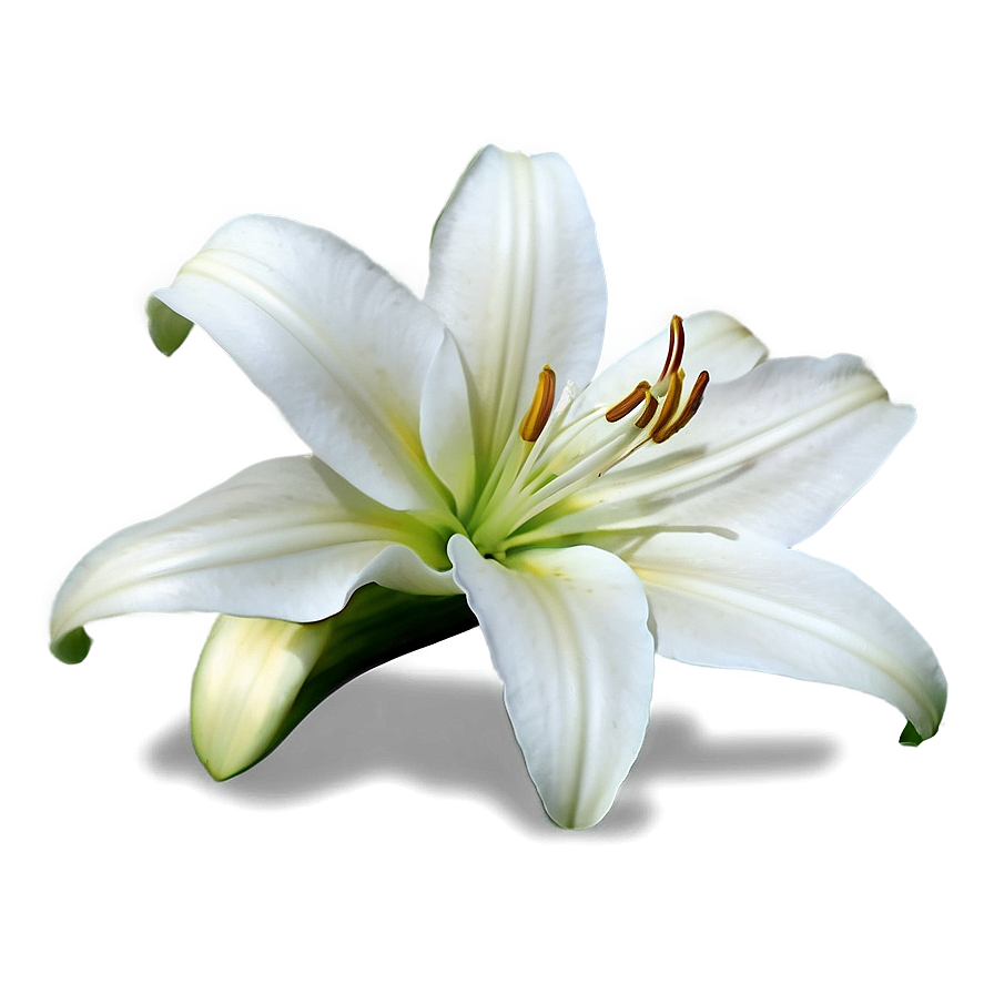 Wild Lily Flower Png Ypy17