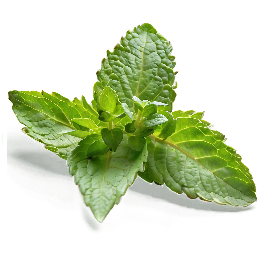 Wild Mint Leaves Png 71