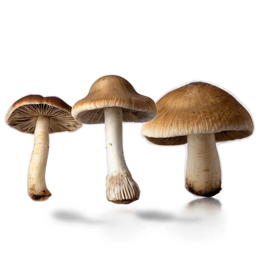 Wild Mushroom Png Hww