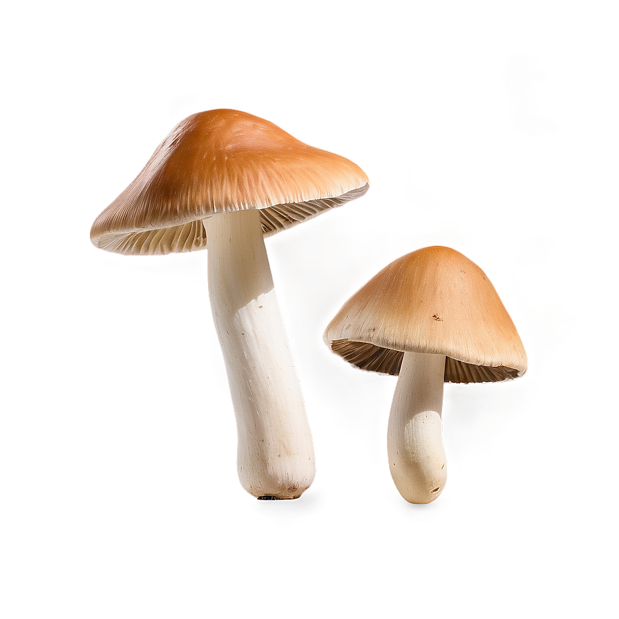 Wild Mushrooms Png 85