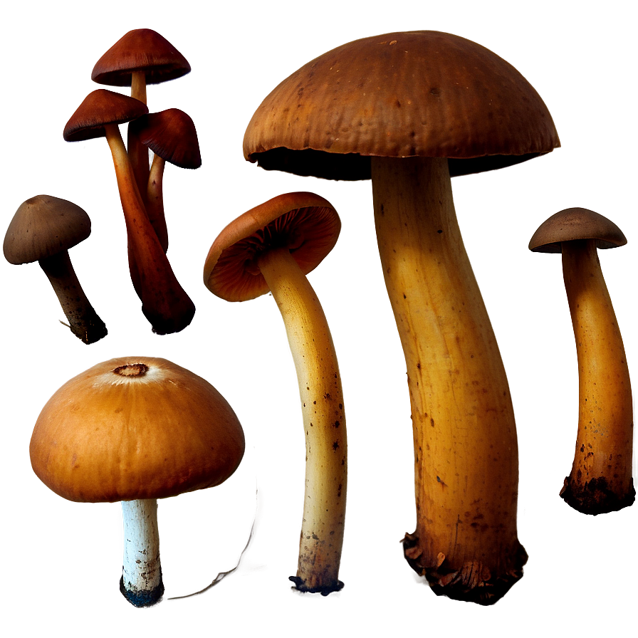 Wild Mushrooms Png Hxf58