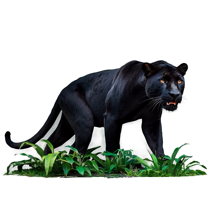 Wild Panthers In Jungle Png Khm