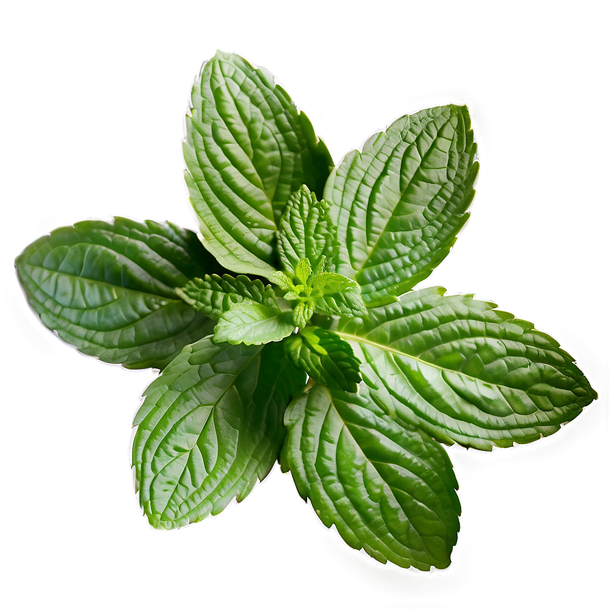 Wild Peppermint Field Png 13