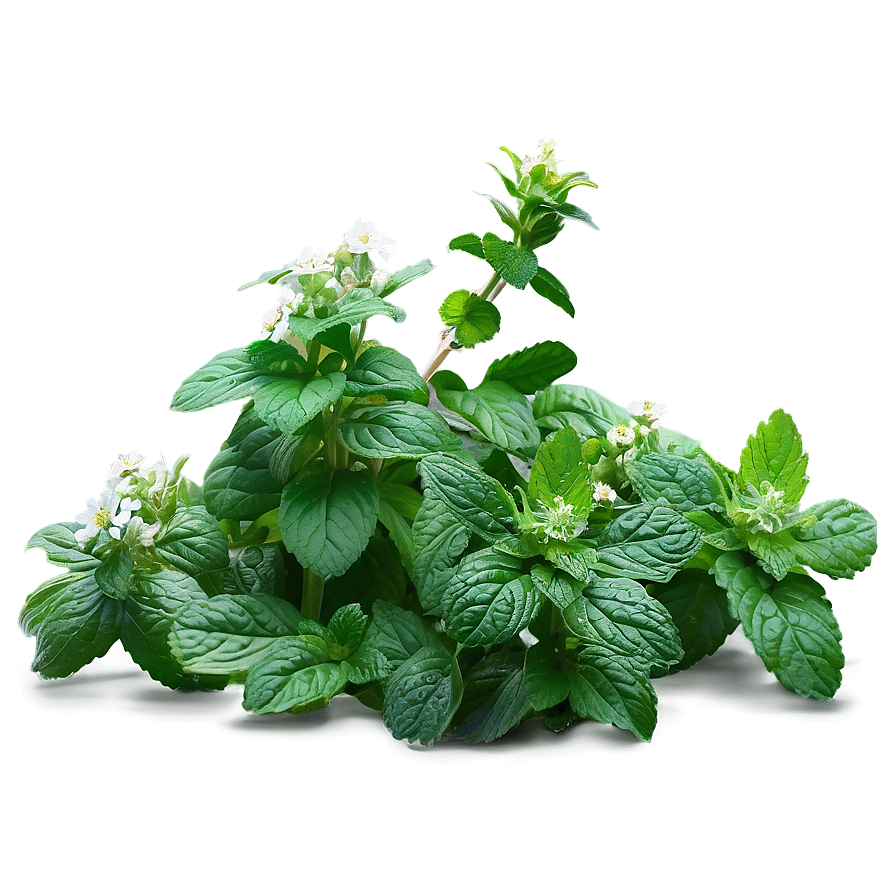 Wild Peppermint Field Png 49