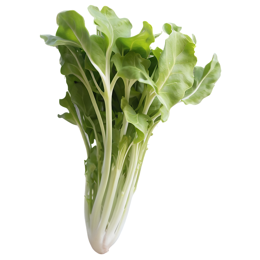 Wild Rocket Lettuce Png Ixy16