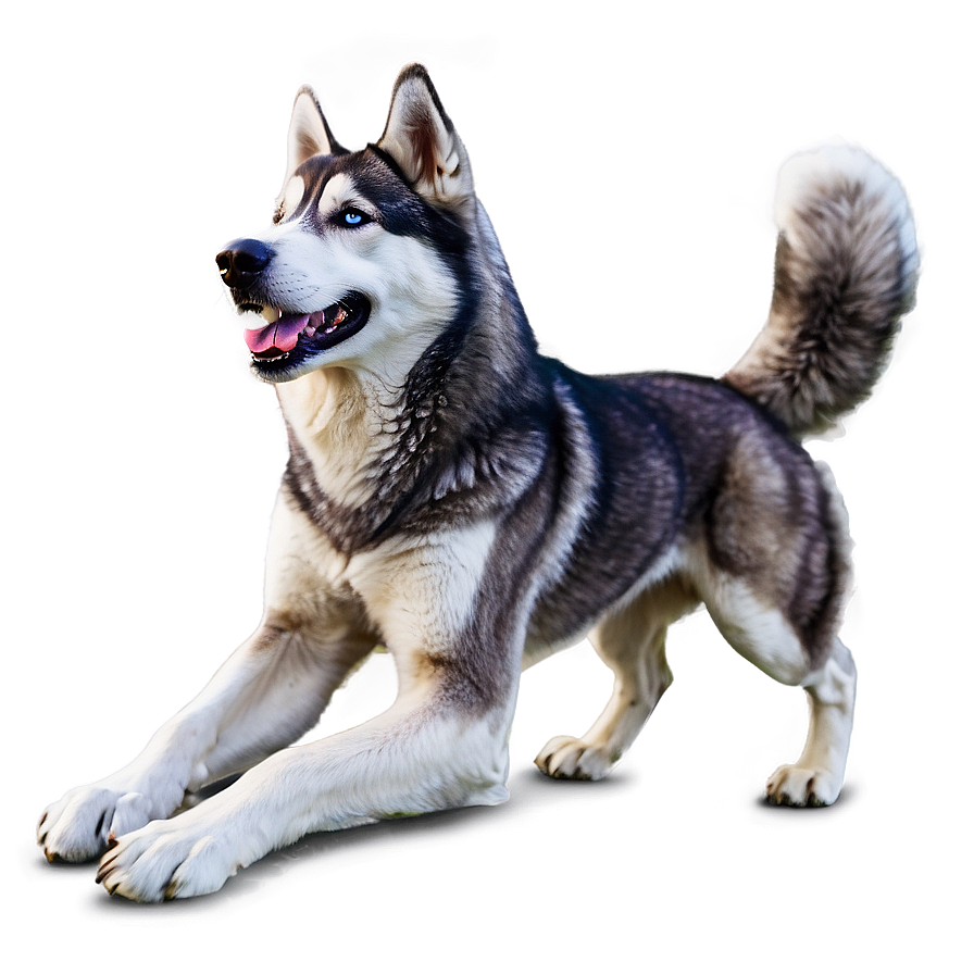 Wild Spirit Husky Png 15