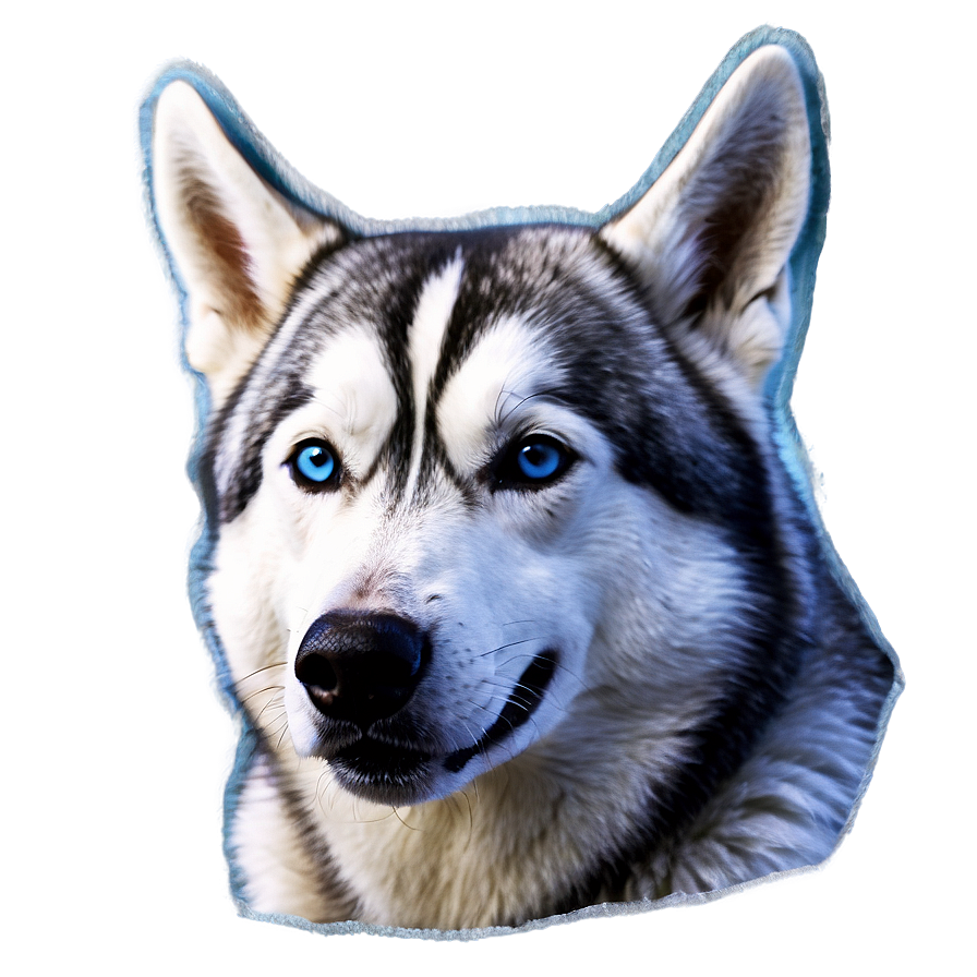 Wild Spirit Husky Png Ovr