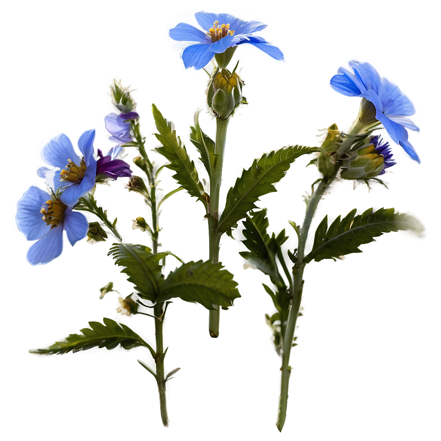 Wildflowers Against Blue Sky Png Exa64