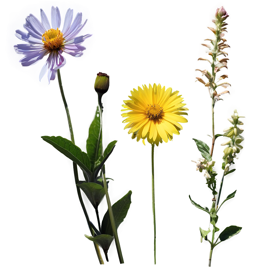 Wildflowers In Golden Hour Png Yqv68