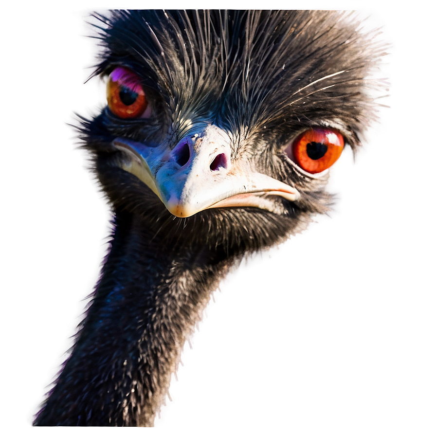 Wildlife Emu Png 71