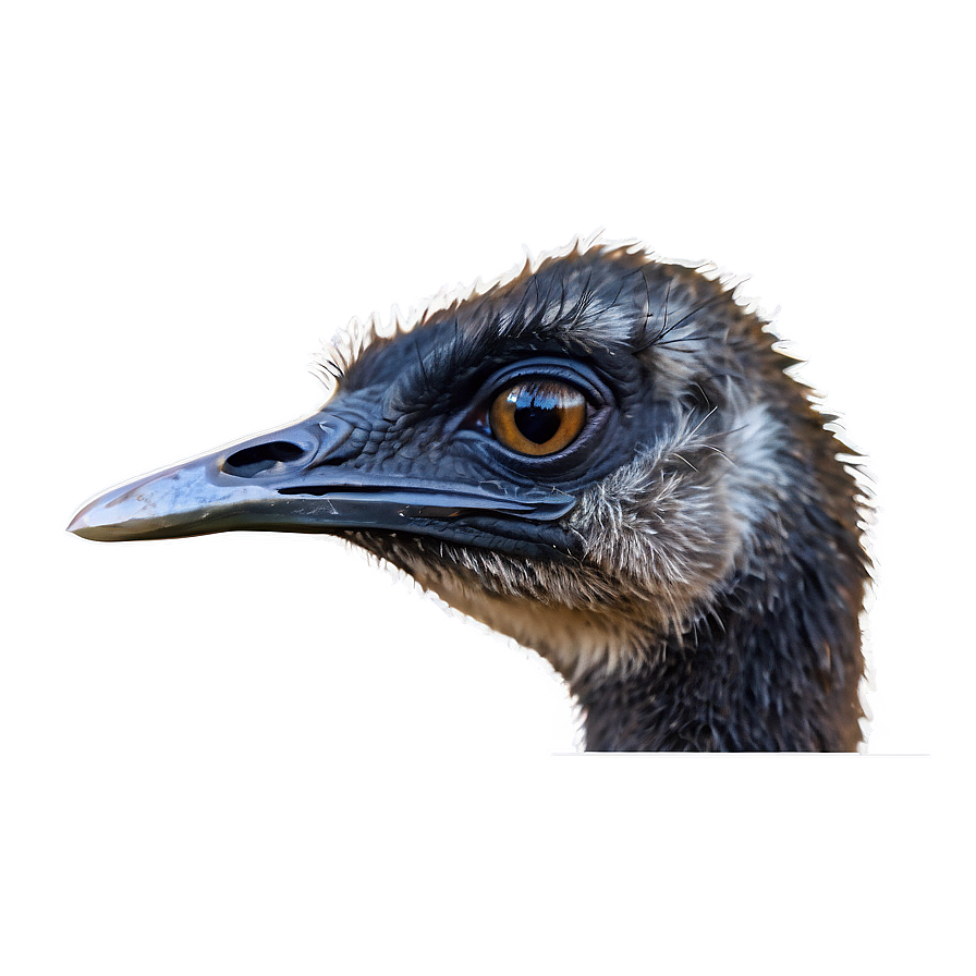 Wildlife Emu Png 86